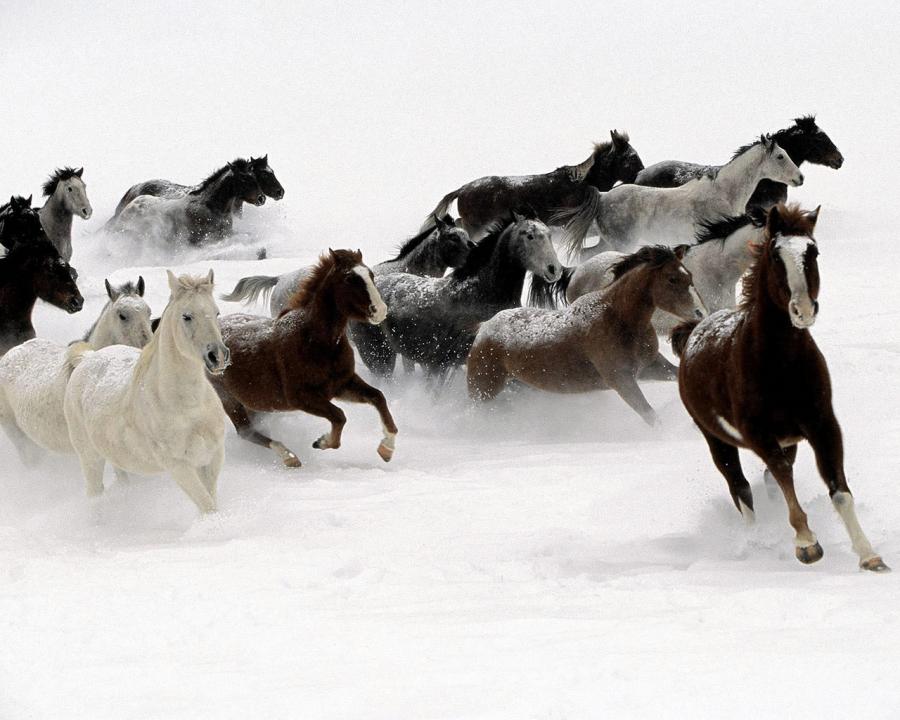 horses-in-the-snow