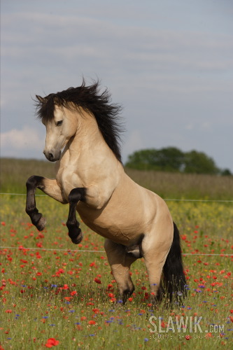 a9b78d0692_24452942_o2