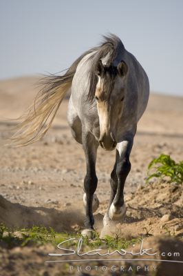 02db7c6c2b_20736874_o2