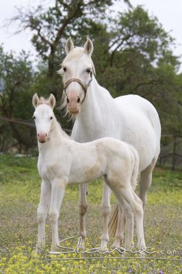 e4ad769482_30657136_o2