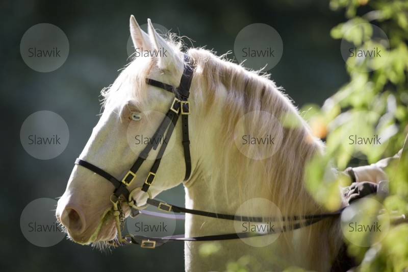 lusitano_afiancado811139