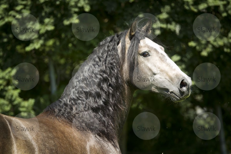 lusitano_campiao811102