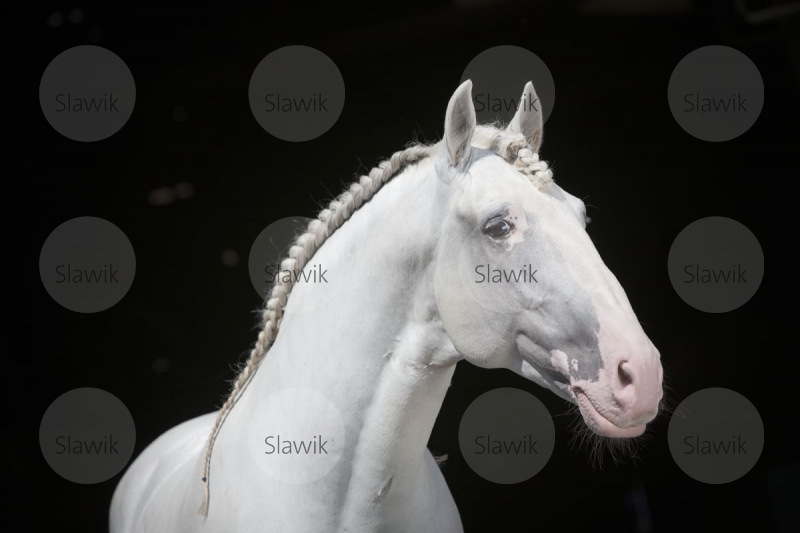 lusitano_tesouro81148