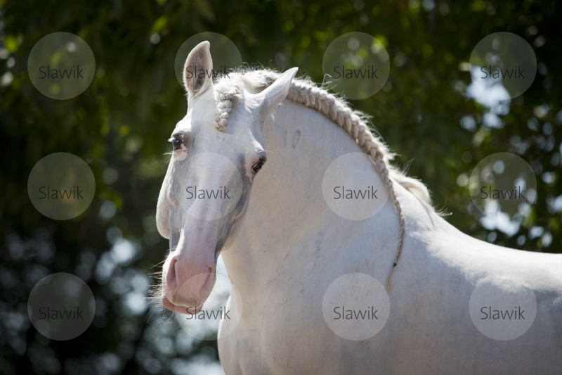 lusitano_tesouro81177