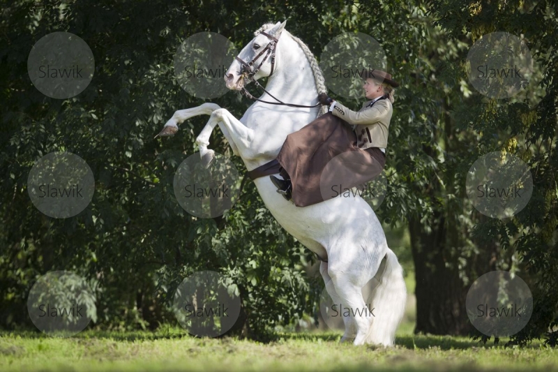 lusitano_tesouro811143