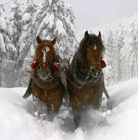 clydesdales-in-snow