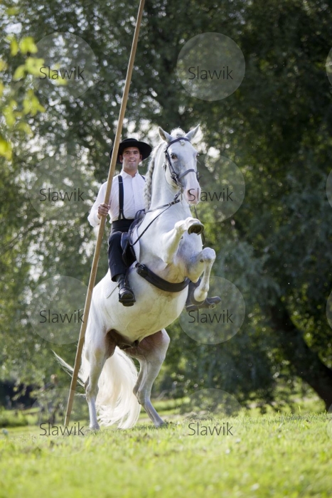 lusitano_tesouro811294