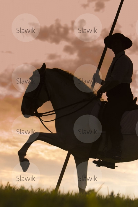 lusitano_tesouro811302