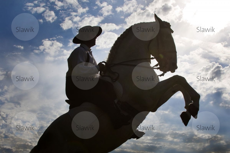 lusitano_tesouro811338