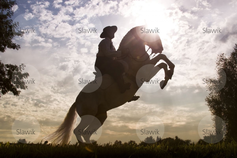 lusitano_tesouro811362