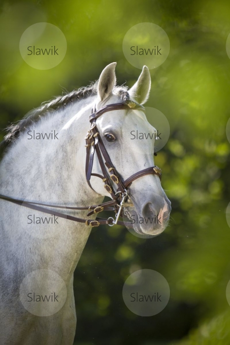 lusitano_vento811134