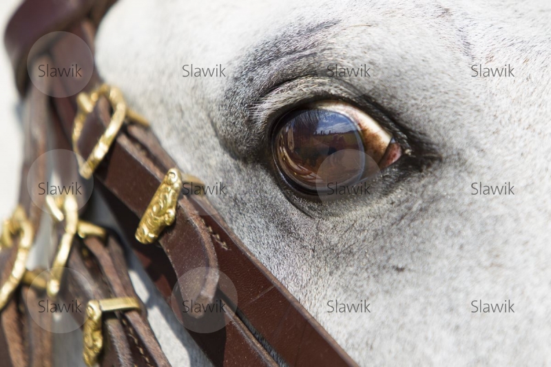 lusitano_vento811201