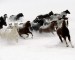 horses-in-the-snow