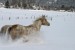 josh covill horse in snow