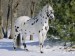 1107542Appaloosa-Horse-in-Snow-Illi