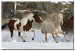 Horses_In_Snow_DonKnight_L