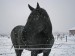 black horse - snow 750 1
