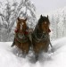 clydesdales-in-snow